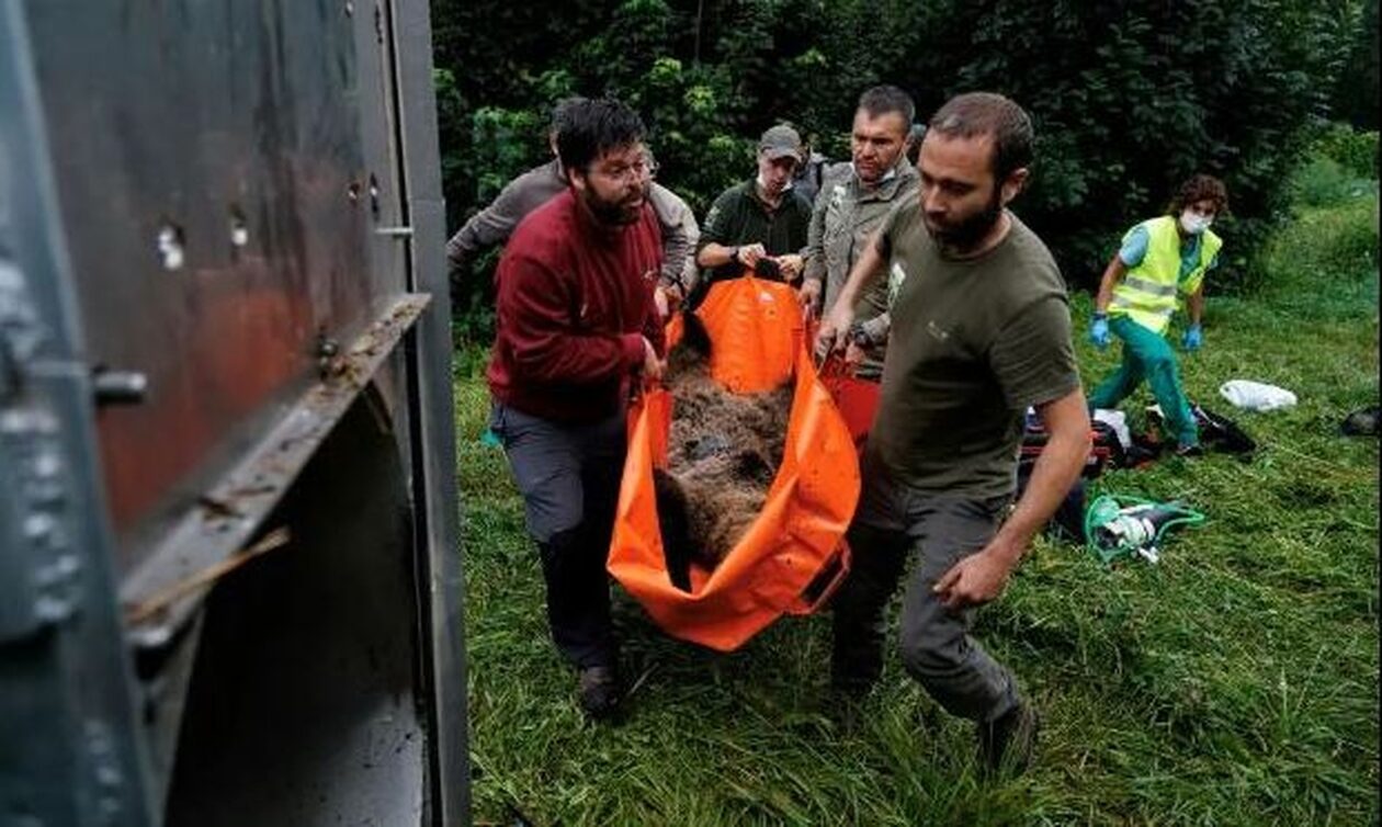 Συναγερμός στην Iσπανία: Δασοφύλακες κάνουν περιπόλους για να προστατεύσουν χωριά από τις αρκούδες