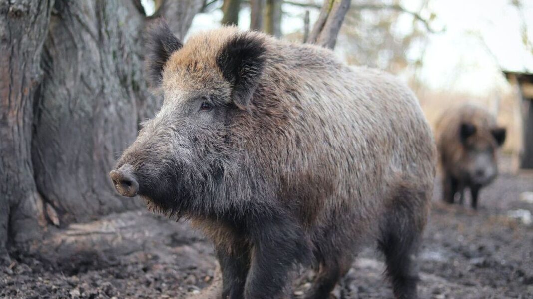 Εντοπίστηκαν νεκρά 11 αγριογούρουνα με αφρικανική πανώλη σε περιοχές της Κεντρικής Μακεδονίας