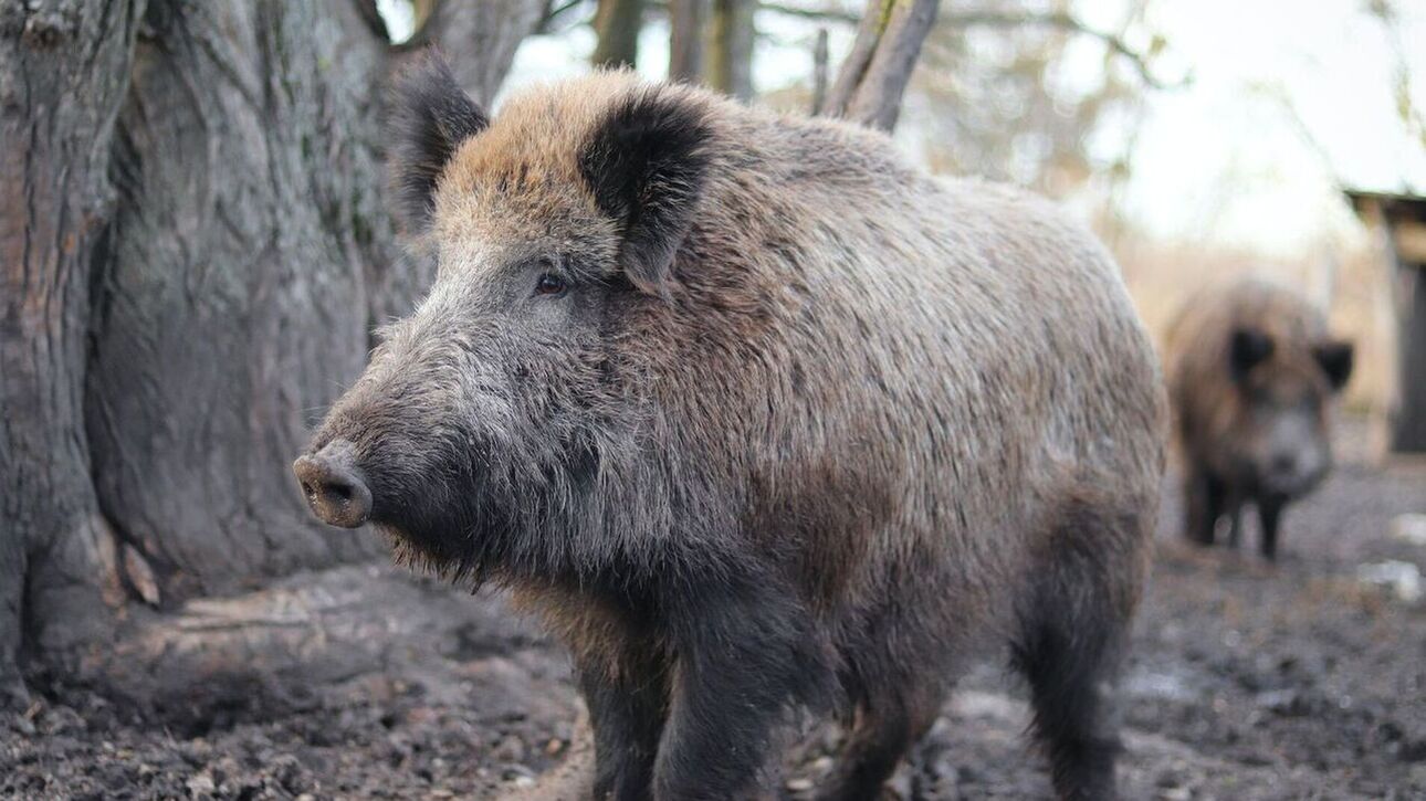 Εντοπίστηκαν νεκρά 11 αγριογούρουνα με αφρικανική πανώλη σε περιοχές της Κεντρικής Μακεδονίας
