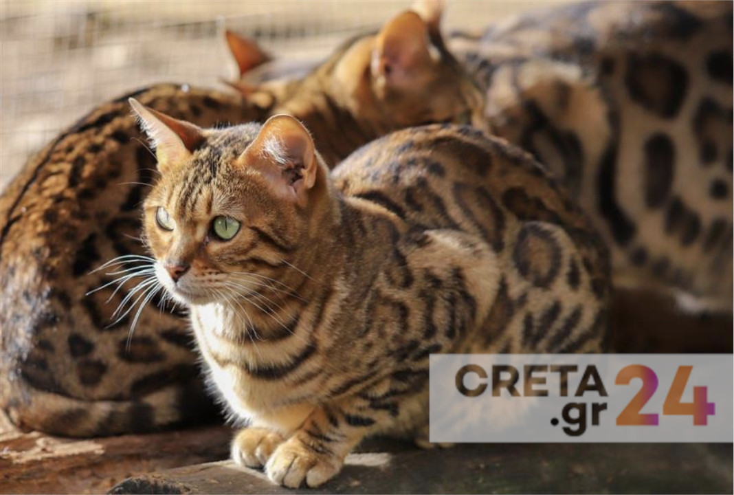 Και δεύτερο περιστατικό με φόλες στο Ηράκλειο - Νεκρές τρεις γάτες (εικόνες)