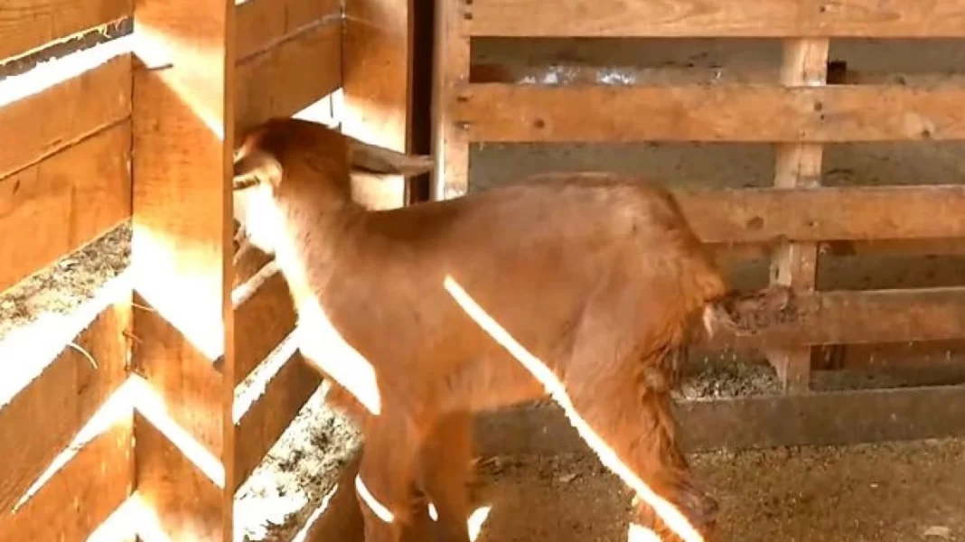 Κατσικάκι γεννήθηκε με τρία πόδια σε κτηνοτροφική μονάδα