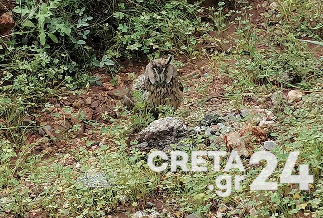Κρήτη: Βρήκαν τραυματισμένη κουκουβάγια στην αυλή τους και την παρέδωσαν στο καταφύγιο άγριων ζώων