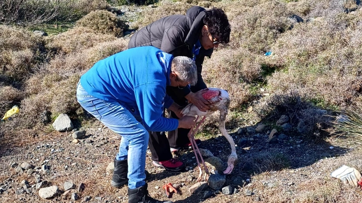 Πρόσκοποι έσωσαν δύο φλαμίνγκο από τον υγρότοπο των Μέσσων