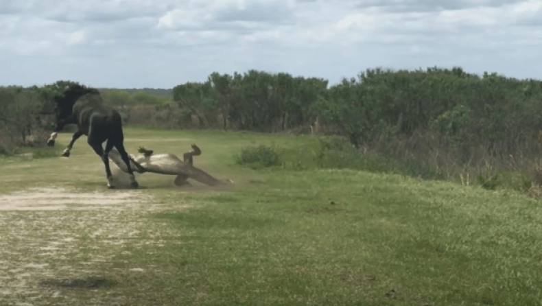 Η μάχη των γιγάντων: Η στιγμή που άλογο επιτίθεται σε αλιγάτορα
