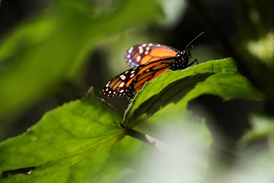 Μεξικό: Ο αριθμός των πεταλούδων-μονάρχη μειώνεται κατακόρυφα
