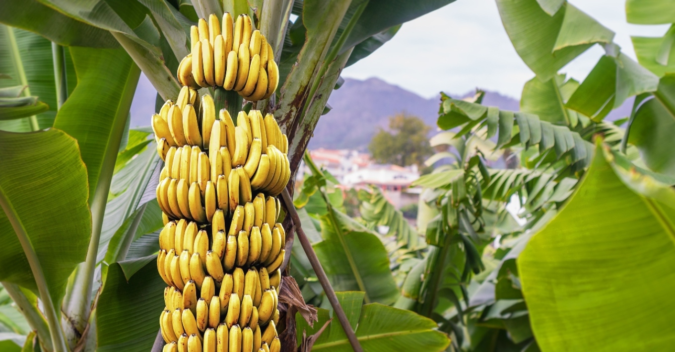Ρωσία: Αγοράζει πλέον μπανάνες από την Ινδία και όχι από τον Ισημερινό μετά τη συμφωνία του με τις ΗΠΑ
