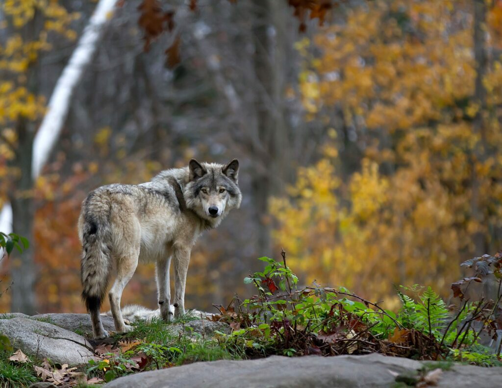 Γιατί οι λύκοι είναι καλύτεροι από τους σκύλους στην επίλυση προβλημάτων – Τι αναφέρει μελέτη