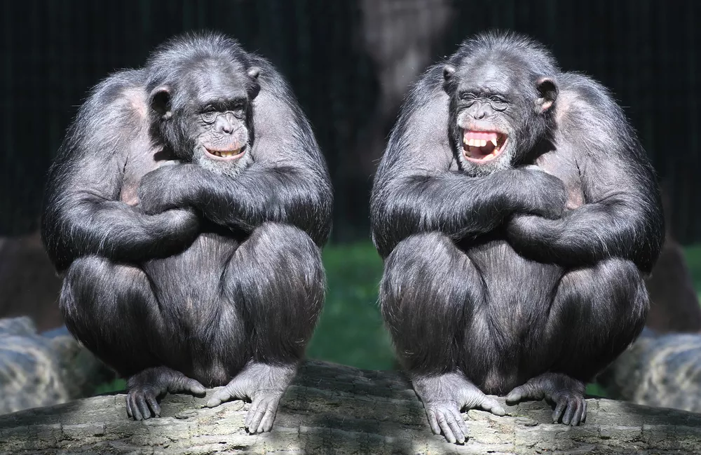 Αθώα αστεία & ενοχλητικά πειράγματα- Κάμερα καταγράφει τι κάνουν οι νεαροί πίθηκοι στους μεγαλύτερους