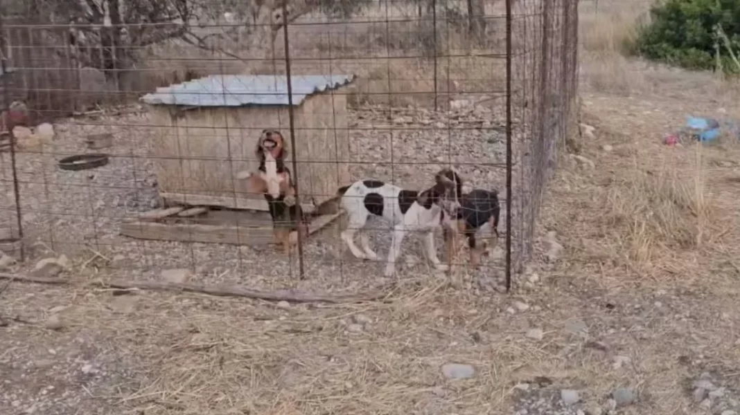 Παραμελούσε επτά σκυλιά που ζούσαν κάτω από άθλιες συνθήκες