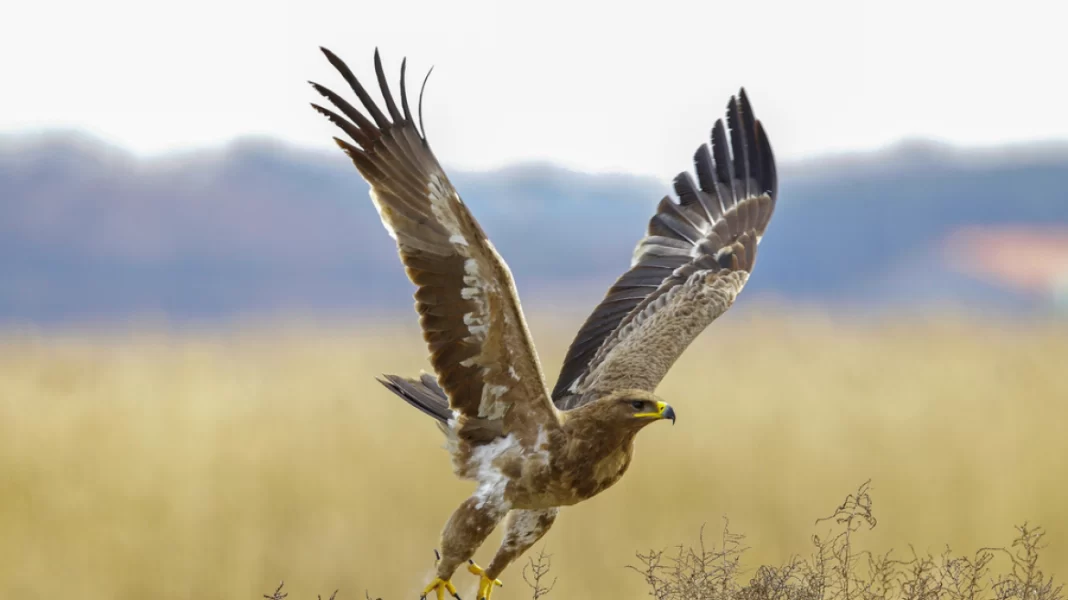 Aυξάνεται ο κίνδυνος εξαφάνισης των μεταναστευτικών ειδών άγριων ζώων, προειδοποιεί ο ΟΗΕ