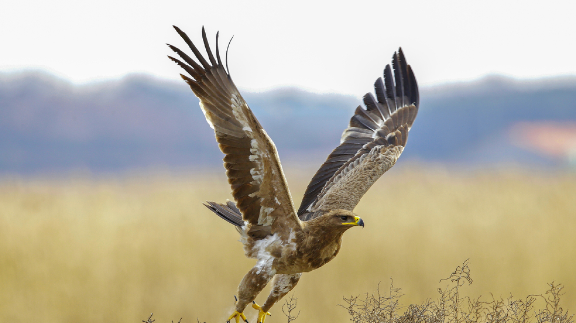 Aυξάνεται ο κίνδυνος εξαφάνισης των μεταναστευτικών ειδών άγριων ζώων, προειδοποιεί ο ΟΗΕ