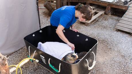 Οι φύλακες-άγγελοι των θαλάσσιων χελωνών