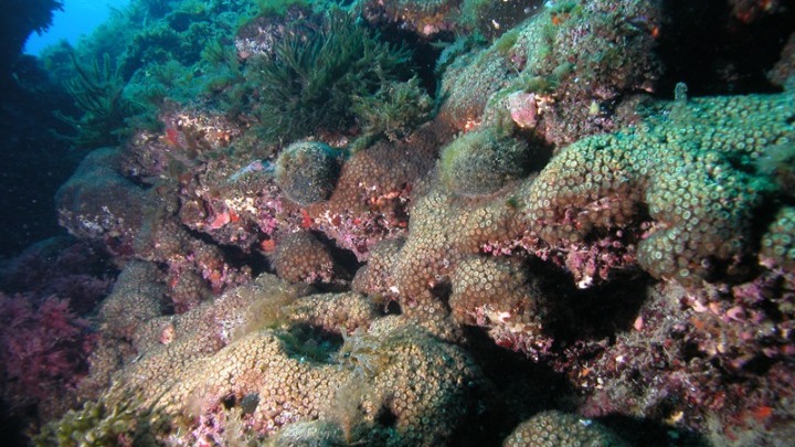 Η βιομηχανική ρύπανση αφήνει τα σημάδια της στα κοράλλια της Μεσογείου