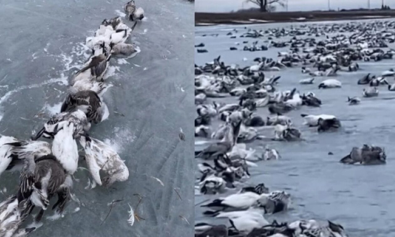 Χιλιάδες χήνες πάγωσαν μέχρι θανάτου: Το αποκρουστικό βίντεο