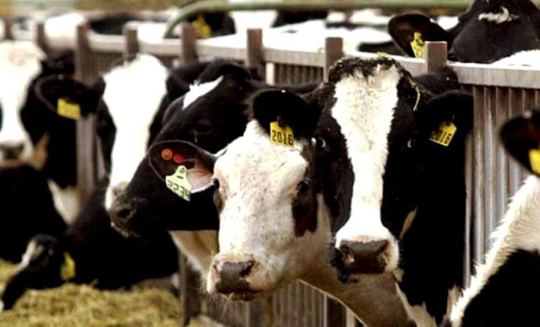 Κέιπ Τάουν: «Αδιανόητη» δυσοσμία από 19.000 βοοειδή σε πλοίο εξαγωγής ζώων