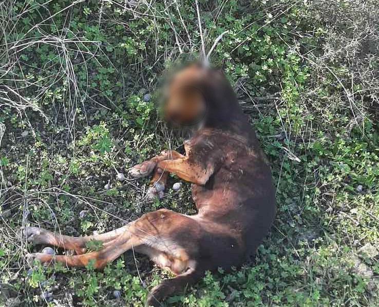Κτηνωδία στο Ηράκλειο: Κουτάβι βρέθηκε κρεμασμένο σε δέντρο