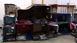 Έσωσαν δεκάδες γατάκια από εγκαταλελειμμένο σπίτι: «Έβγαιναν κυριολεκτικά από τα δοκάρια»