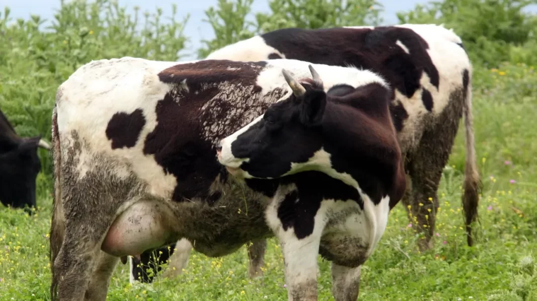 Τροχαίο ατύχημα – ΙΧ συγκρούστηκε αγελάδες