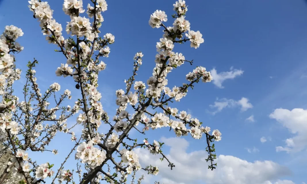 Μαγευτικό τοπίο οι ανθισμένες αμυγδαλιές της Λάρισας