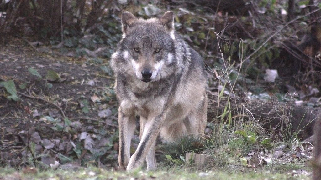 Ασυνείδητοι καταδιώκουν λύκο με αυτοκίνητο – Σοκαριστικό βίντεο