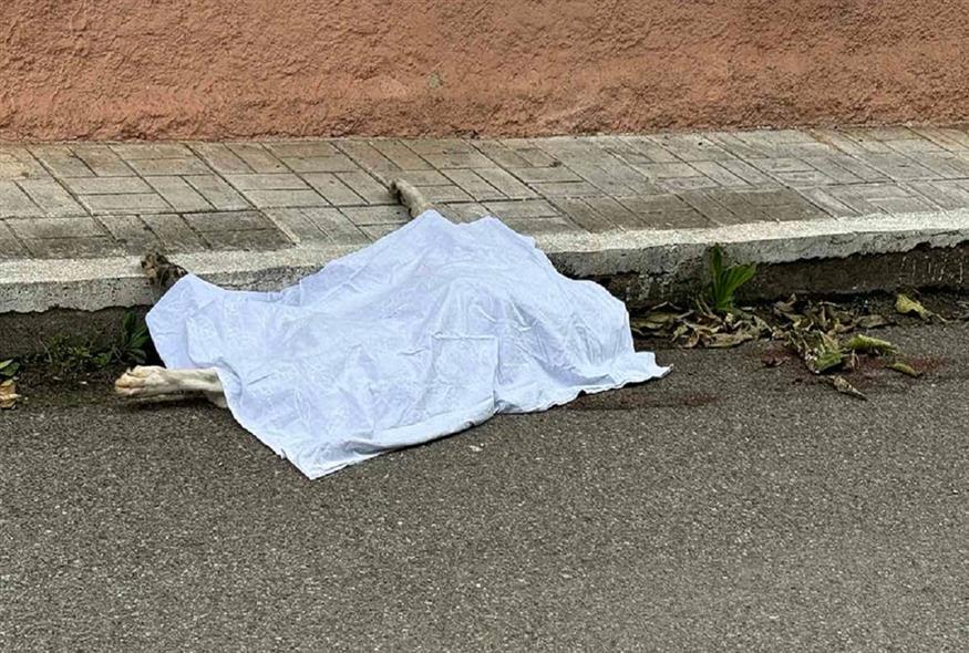 Φρικτός θάνατος σκύλου που σύρθηκε στην άσφαλτο από οδηγό αυτοκινήτου
