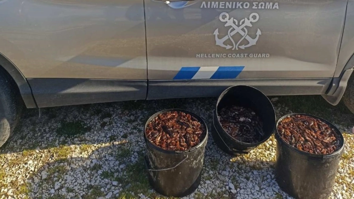 Αλίευσε παράνομα πάνω από 1.200 ολοθούρια