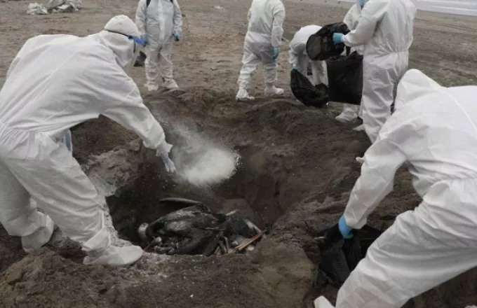 Εκατοντάδες νεκρά θαλασσοπούλια στις ακτές του Ατλαντικού