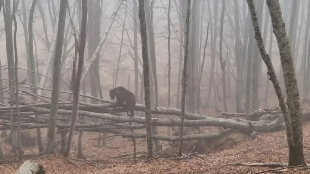 Αρκτούρος: Οι αρκούδες στο Νυμφαίο ξύπνησαν και ξεκίνησαν τις βόλτες - Δείτε βίντεο