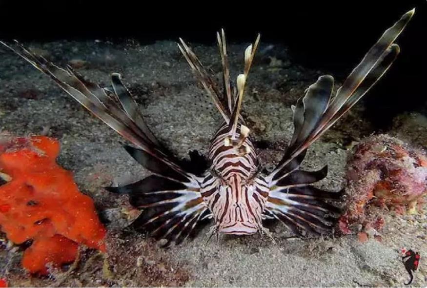 SOS για τις ελληνικές θάλασσες: «Έρχονται κοσμογονικές συνέπειες και επικίνδυνα ψάρια»