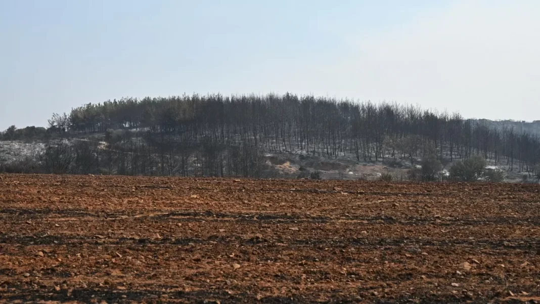 Πυρκαγιές στον Έβρο: Τι περιλαμβάνει το σχέδιο αποκατάστασης - Πάνω από 100 εκατ. ευρώ