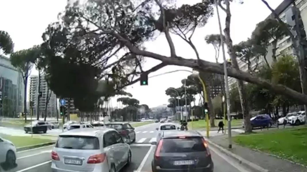 Ρώμη: Η στιγμή που πεύκο καταπλακώνει αυτοκίνητα σε κεντρικό δρόμο της πόλης – Δείτε βίντεο