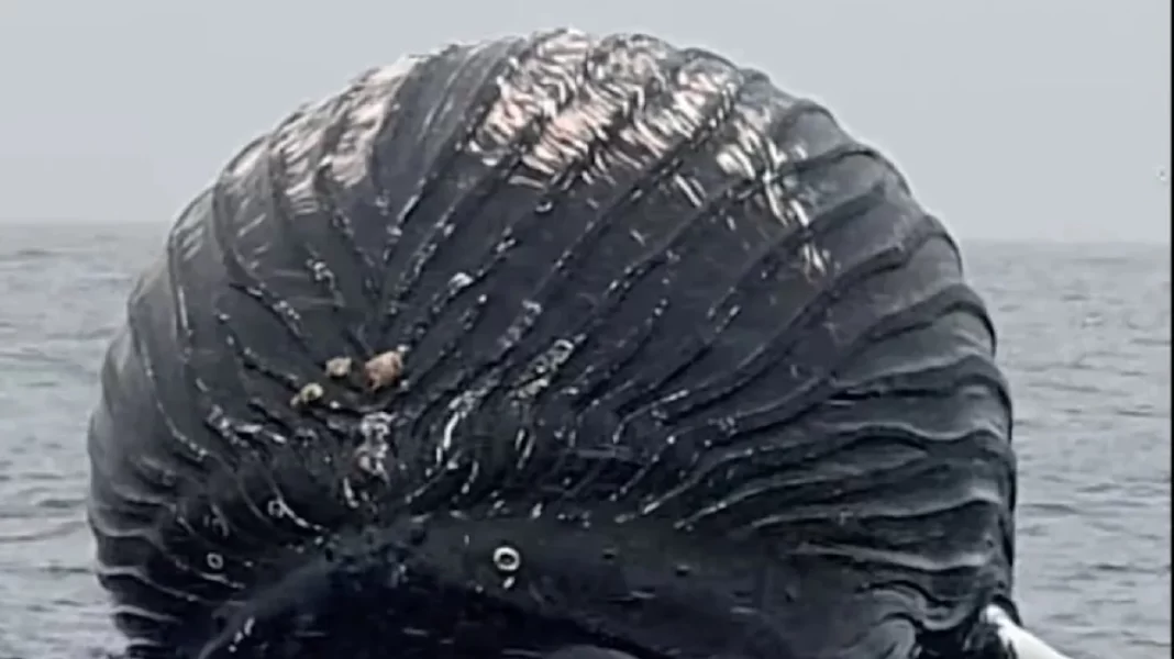 Νορβηγία: Μια νεκρή φάλαινα που έμοιαζε... με μπαλόνι, εντόπισε ψαράς - Γιατί υπήρχε κίνδυνος να εκραγεί