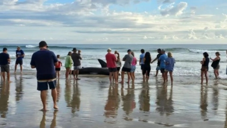 Αυστραλία: Σπάνιος λευκός καρχαρίας ξεβράστηκε σε παραλία