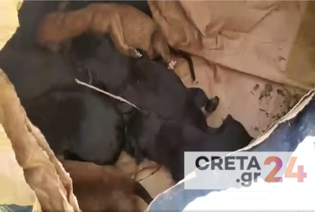 Ηράκλειο: Πέταξαν μέσα σε τσουβάλι 10 νεογέννητα κουτάβια (βίντεο)
