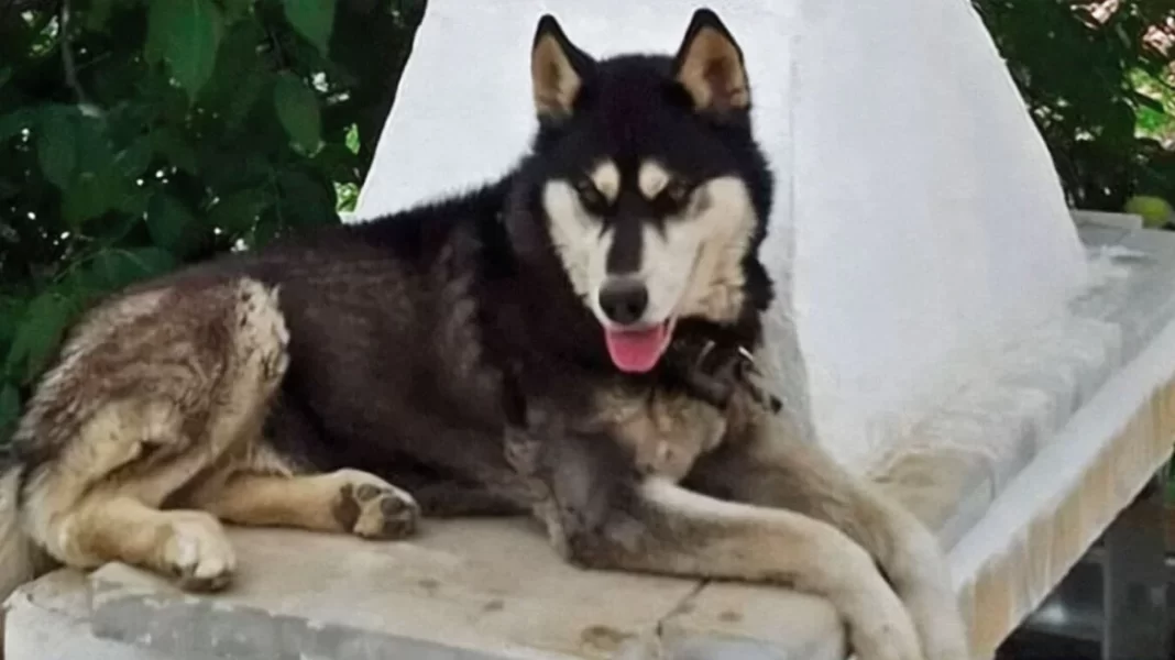 Αράχωβα - Ξεσπά ο ιδιοκτήτης του χάσκι Όλιβερ: Να βρεθεί ο κακοποιητής του σκύλου μου