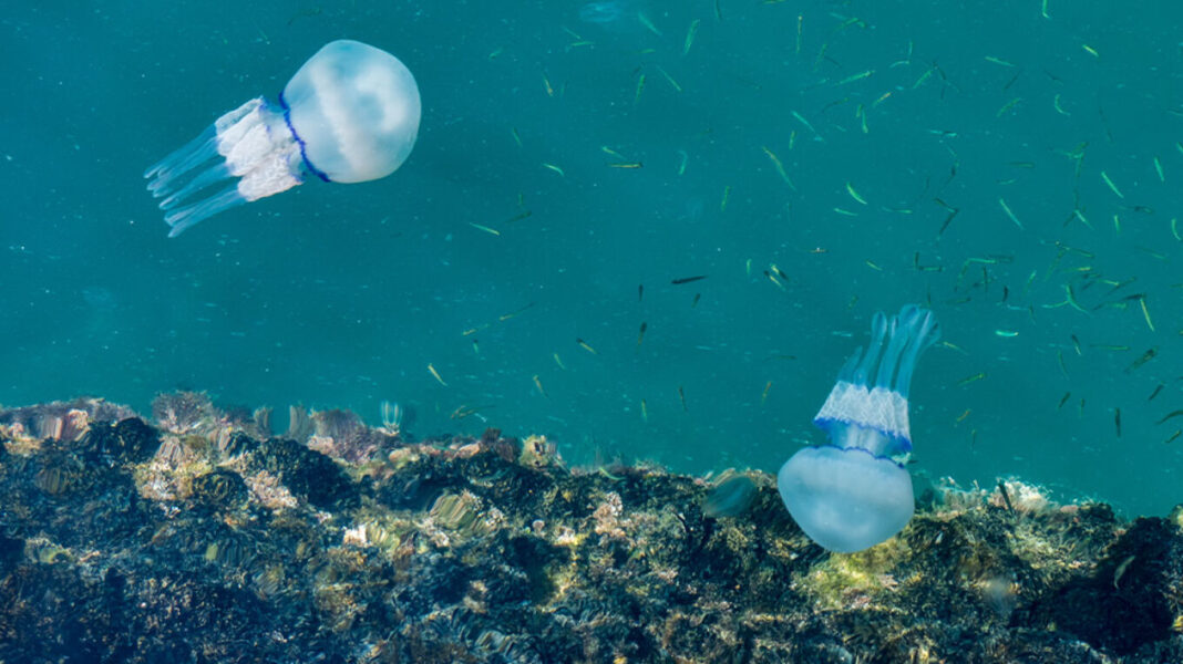 Εντοπίστηκε μέδουσα της Ερυθράς Θάλασσας που φτάνει έως και το 1 μέτρο διάμετρο - Όσα πρέπει να προσέχουμε