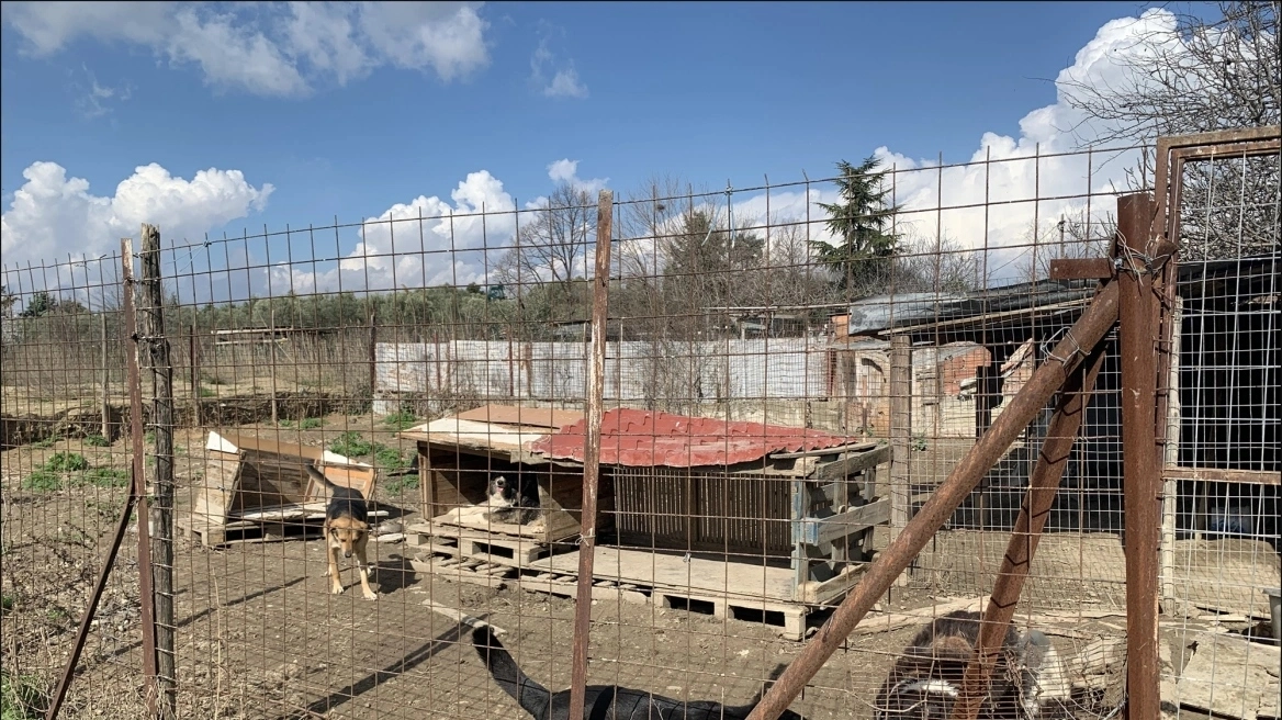 Αθωώθηκε η 52χρονη για τα 94 σκυλιά που φιλοξενούσε στο σπίτι της