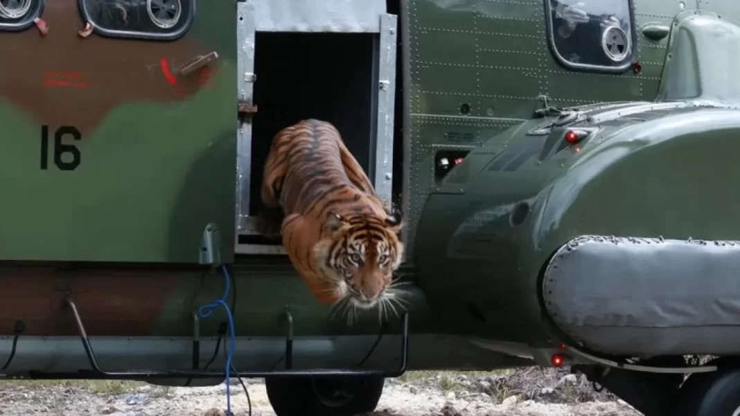 Ινδονησία: Τίγρεις της Σουμάτρας επιτίθενται σε χωρικούς, δύο νεκροί – Κυνήγι των αρχών να τις αιχμαλωτίσουν