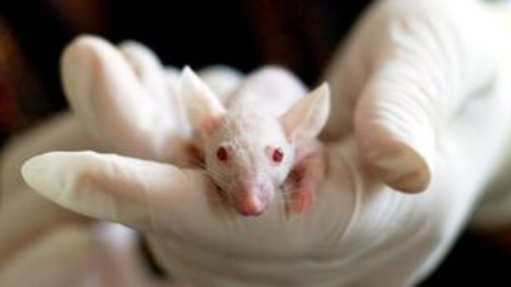 Ερευνητές κατάφεραν να αναζωογονήσουν το ανοσοποιητικό σύστημα σε ηλικιωμένα ποντίκια