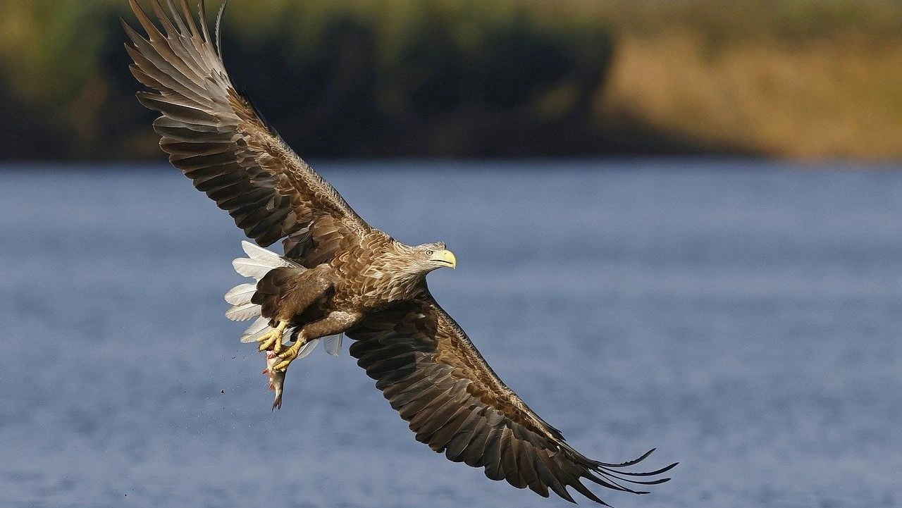 Νεκρά 47 ζώα από δηλητηριασμένα δολώματα κοντά στο Εθνικό Πάρκο Δαδιάς