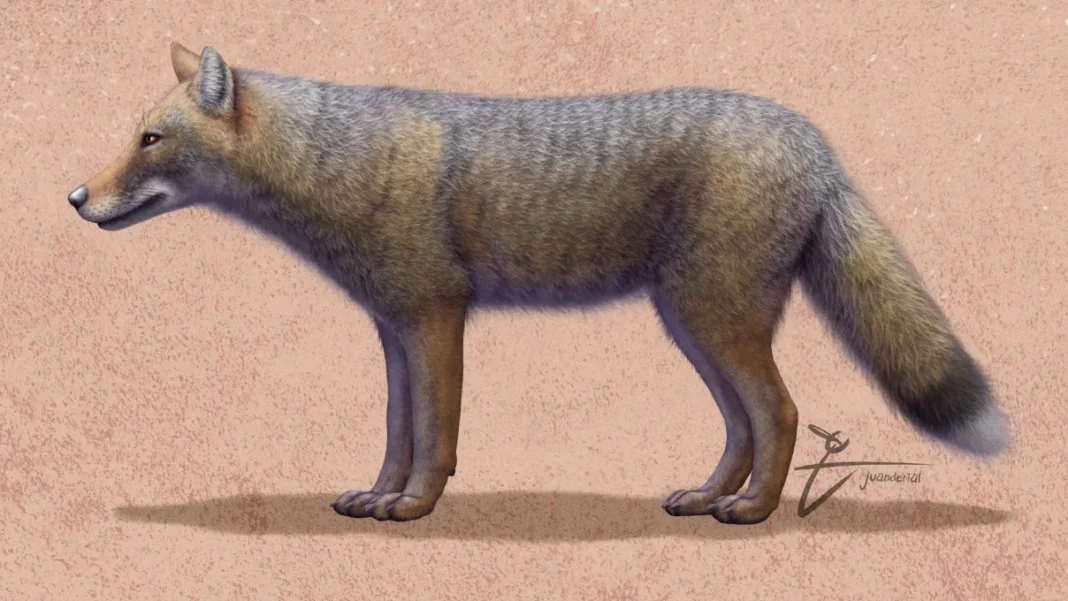 Το εξαφανισμένο είδος αλεπούς που είχε τη θέση του σκύλου πριν από 1.500 χρόνια