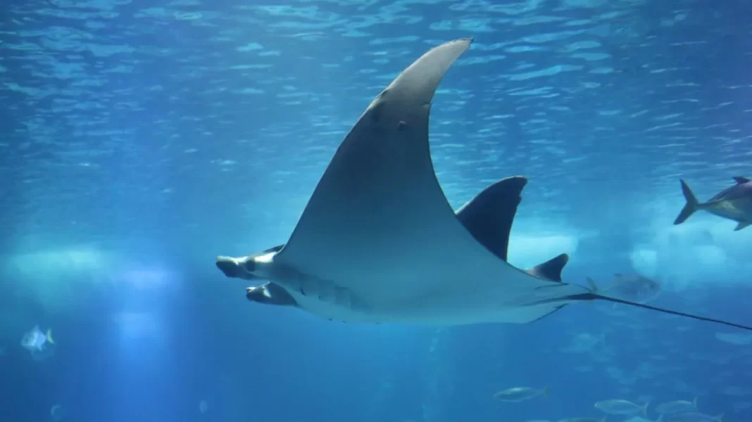 Χαλκιδική: Εκτροφείο σαλαχιών για την αντιμετώπιση του κινδύνου εξαφάνισής τους