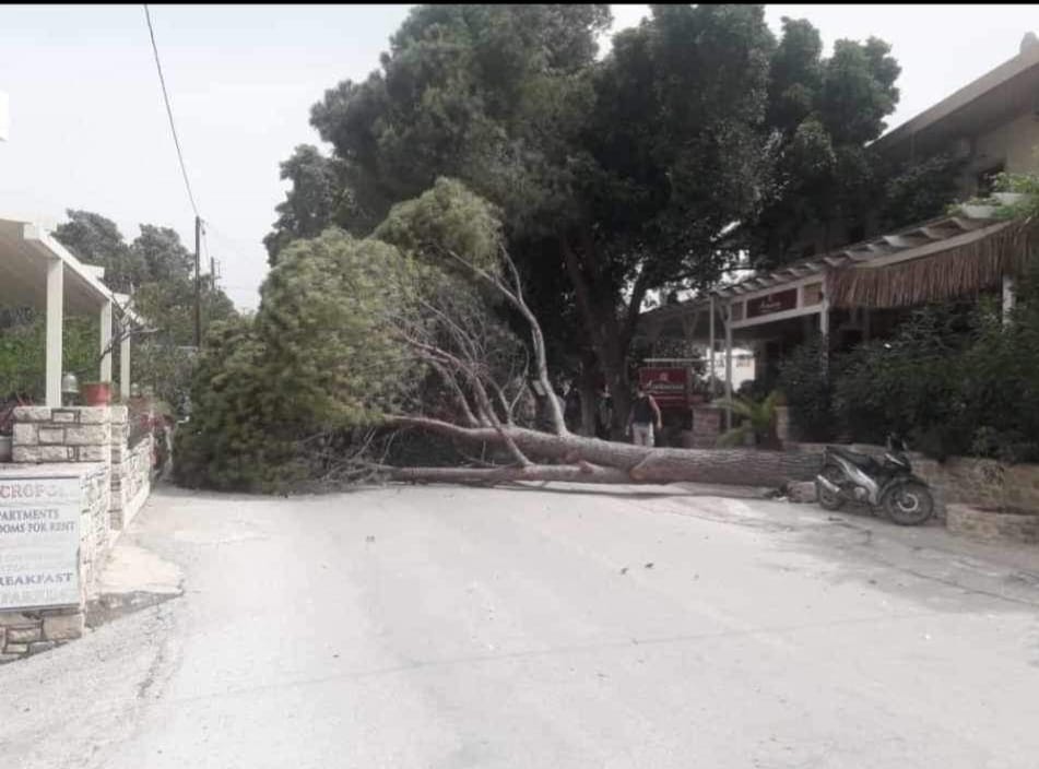 Ηράκλειο: Οι ισχυροί άνεμοι ξερίζωσαν δέντρο