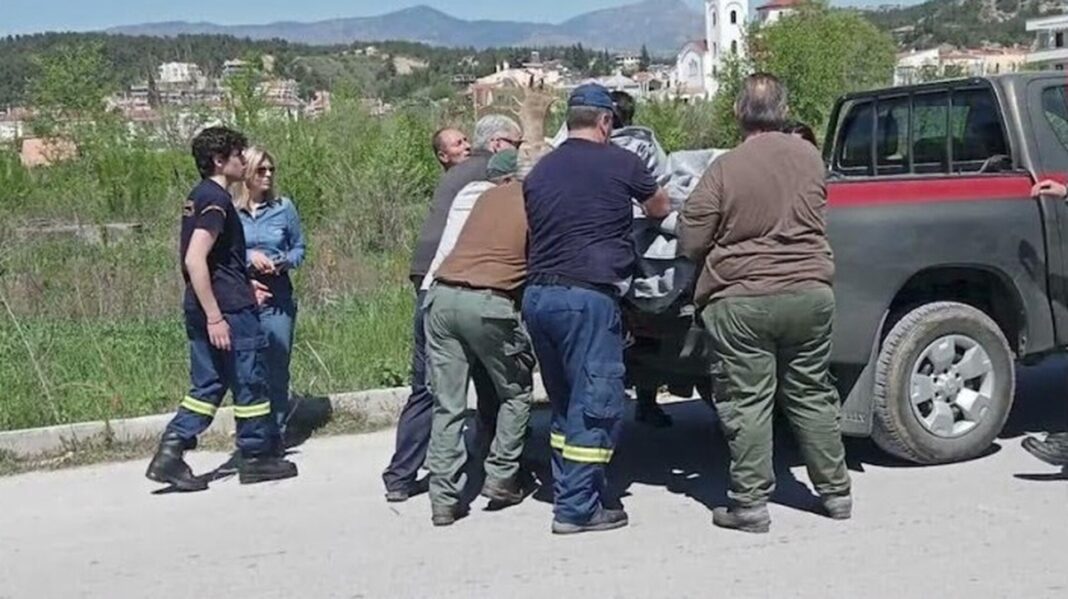 Ελάφι περιφερόταν επί δέκα ημέρες στην πόλη - Αίσιο το τέλος της περιπέτειάς του