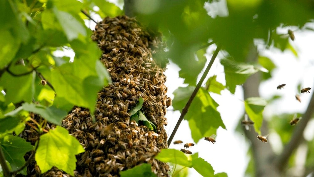ΗΠΑ: Τρίχρονη παραπονιόταν για τέρατα στο δωμάτιό της - Ήταν... 65.000 μέλισσες