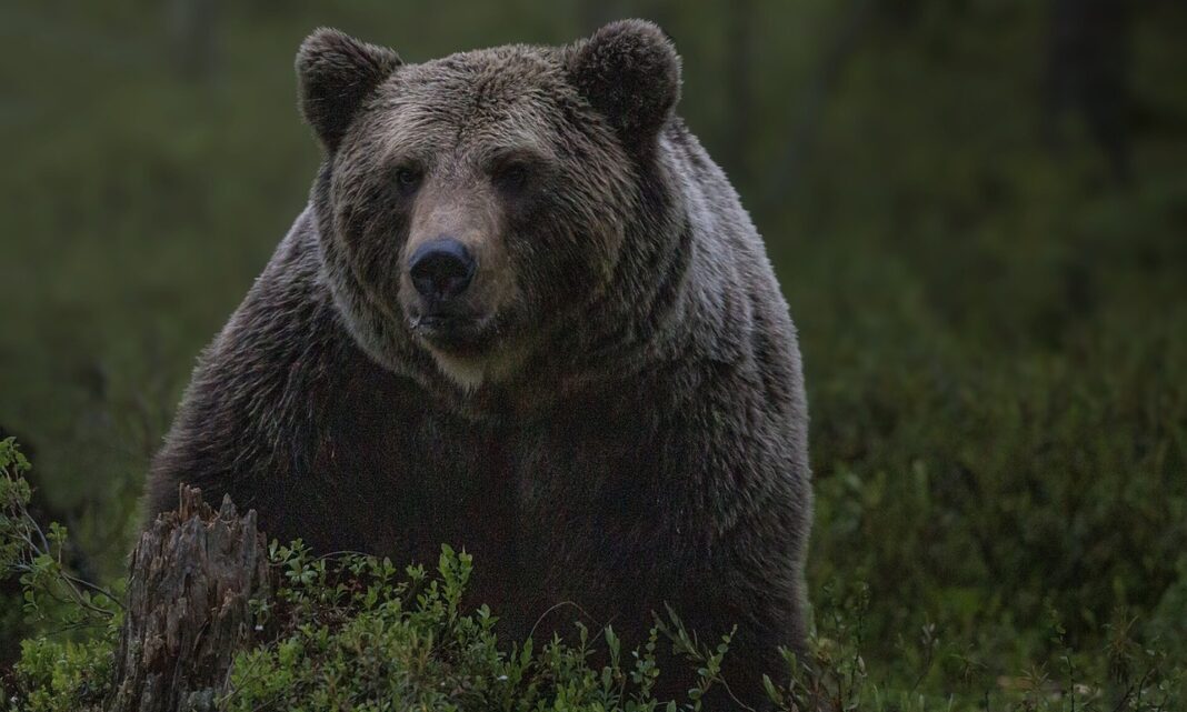 Ιαπωνία: Φόβος και τρόμος για τους κατοίκους οι αρκούδες - Κατακόρυφη αύξηση των επιθέσεων