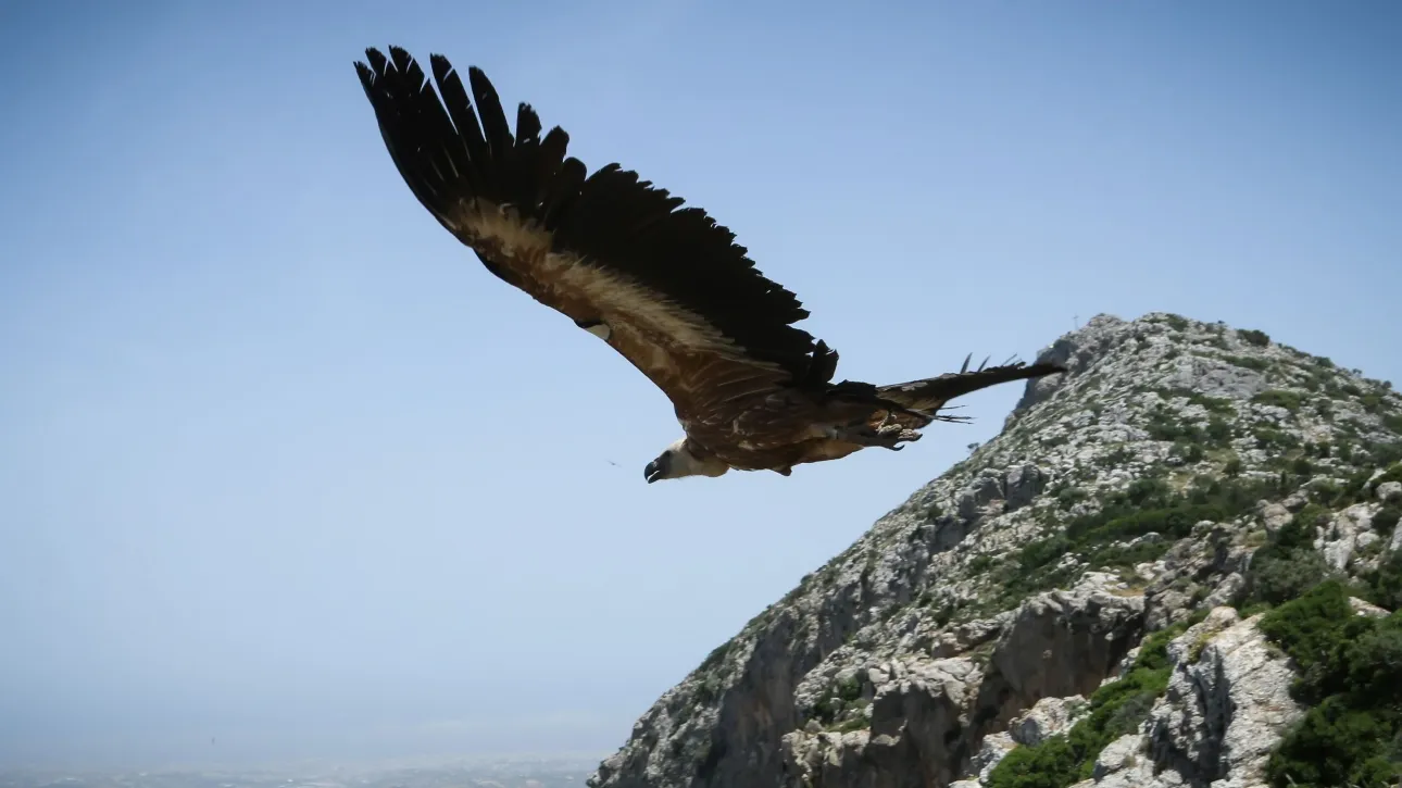 Τα δηλητηριασμένα δολώματα «πληγή» για τα υπό εξαφάνιση είδη άγριας ζωής