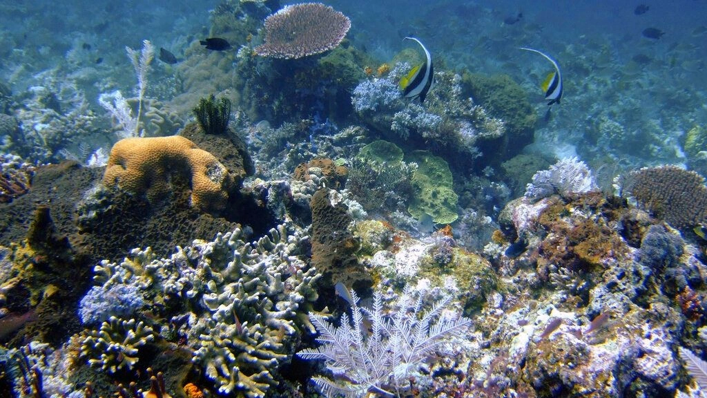 Τα κοράλλια «ανασταίνονται» όταν «ακούν» μουσική