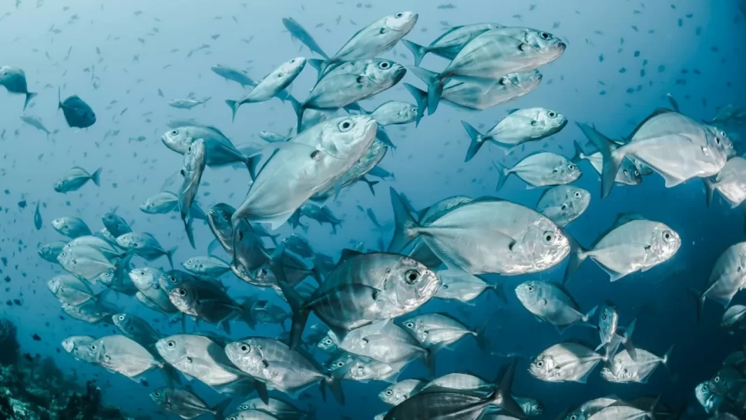 Γρυλίσματα, μουρμουρητά και τραγούδια – Οι μυστηριώδεις ήχοι με τους οποίους επικοινωνούν τα ψάρια