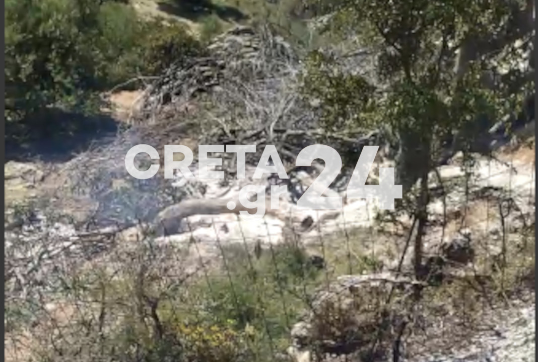Ηράκλειο: Συναγερμός στην πυροσβεστική για πυρκαγιά σε δασική περιοχή